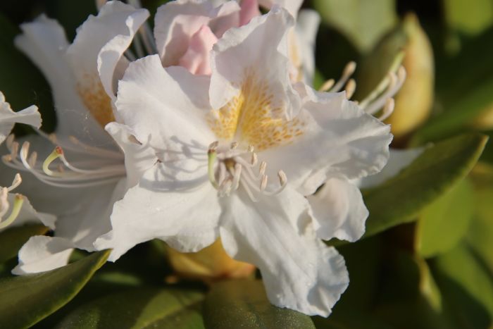 Blüte