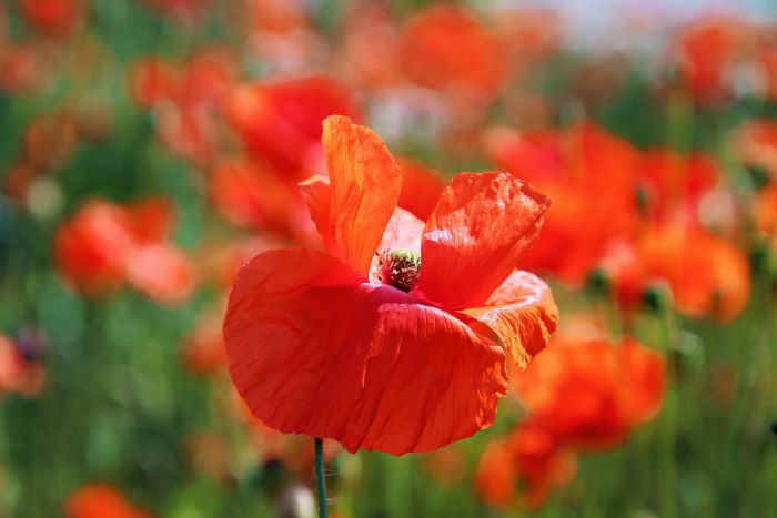 Mohn Mohn