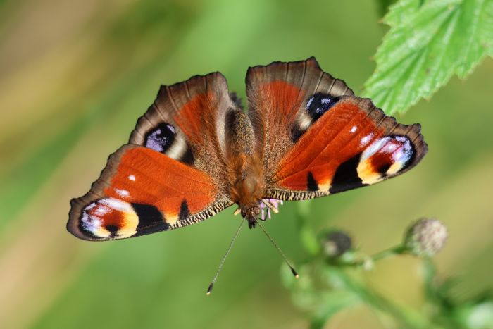 Schmetterling