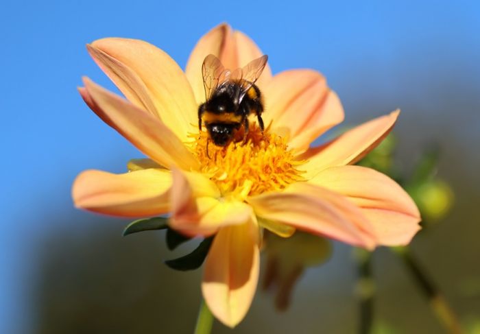 Hummel