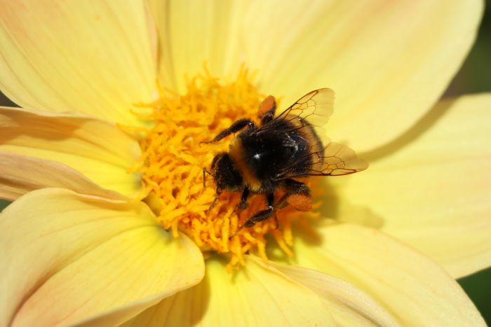 Hummel