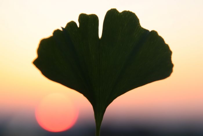 Ginkgo