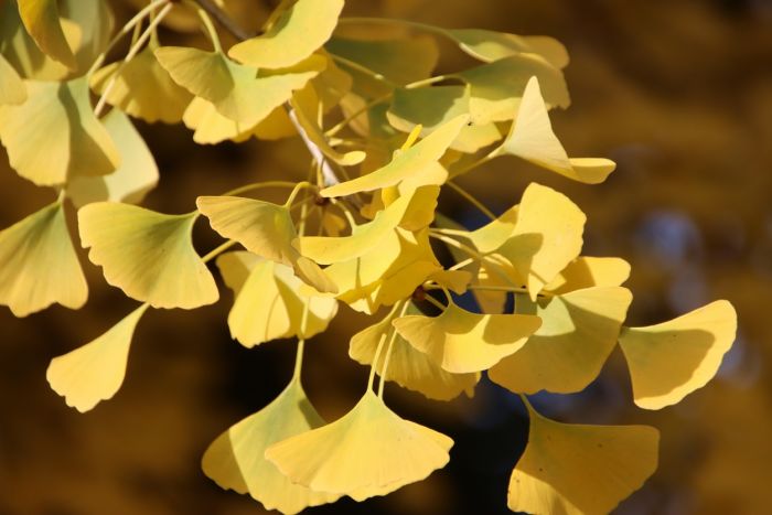 Ginkgo