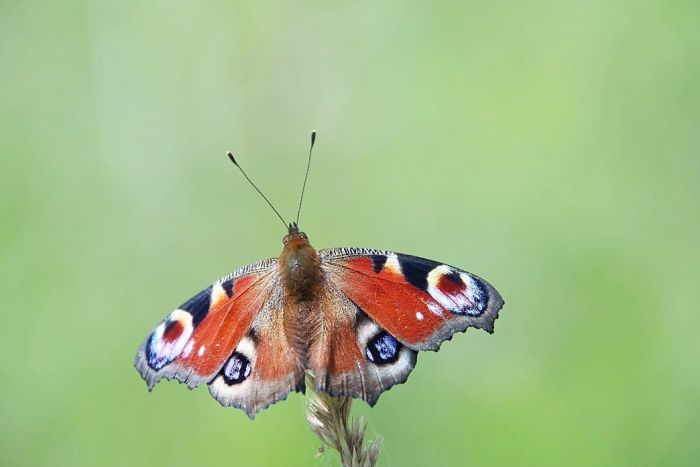 Schmetterling
