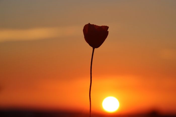 Mohnblume
