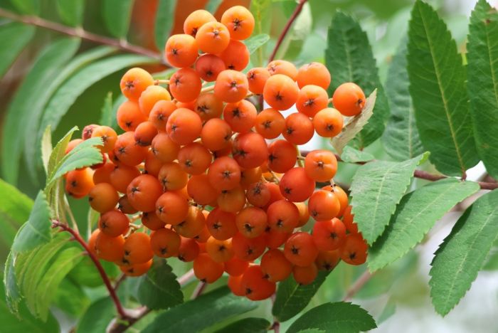 Beeren