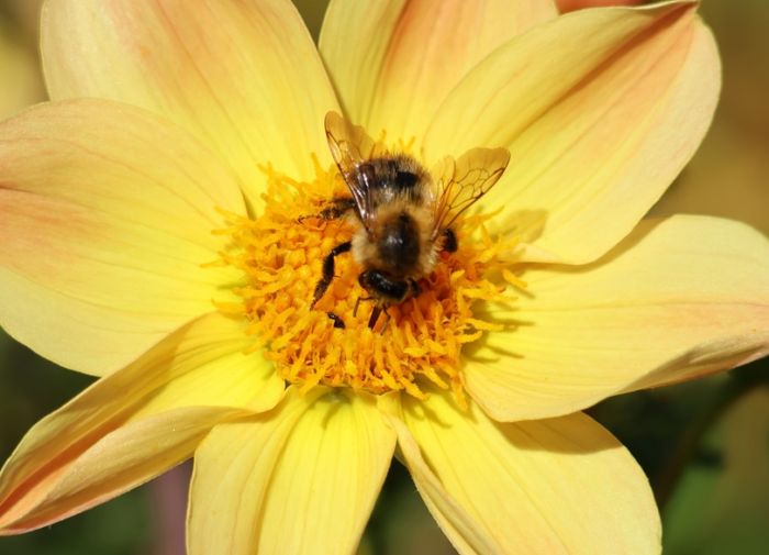 Hummel