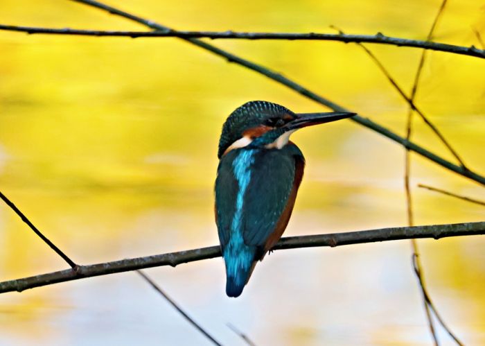Eisvogel