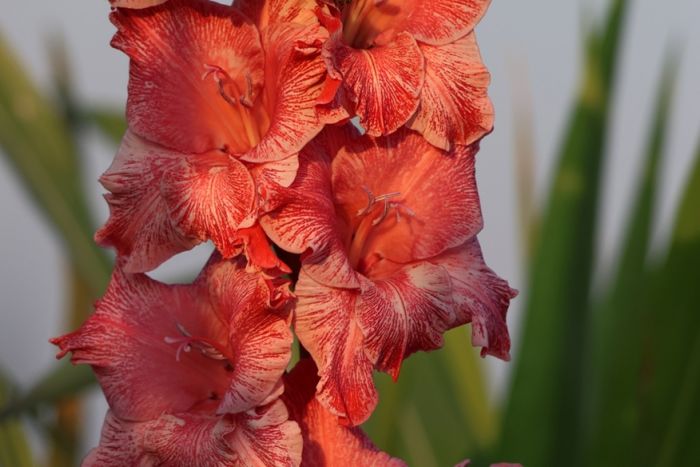 Gladiole