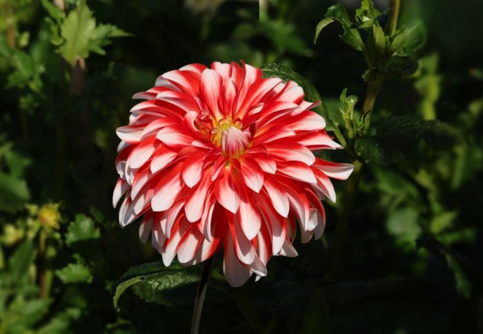 Dahlie
