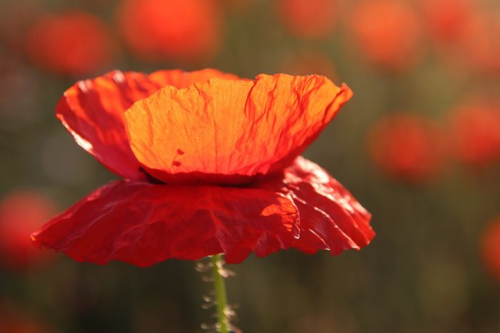Mohn