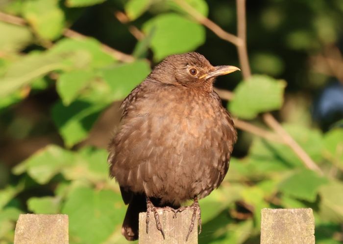 Amsel