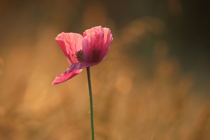 Mohn