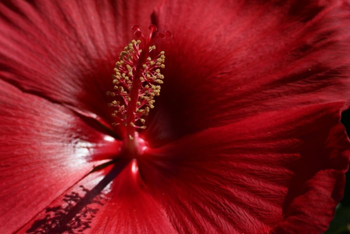 Blüte