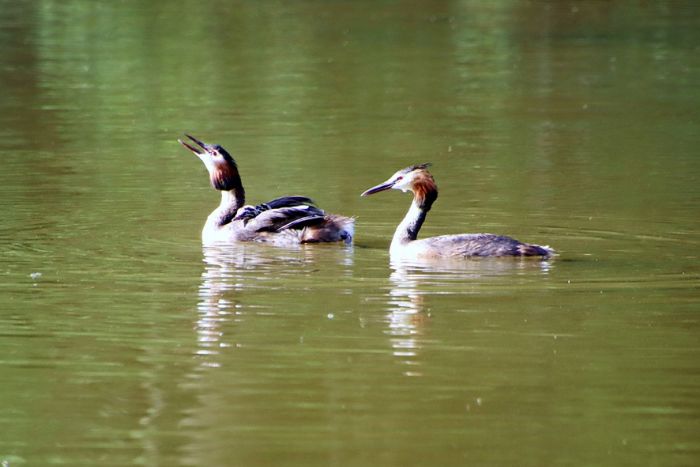 Haubentaucher mit Nachwuchs