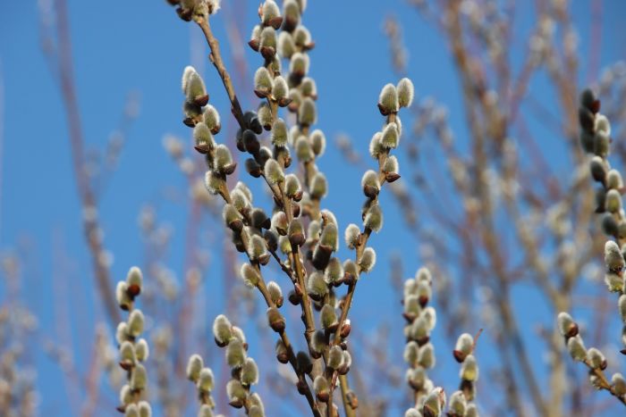 Weidenkätzchen
