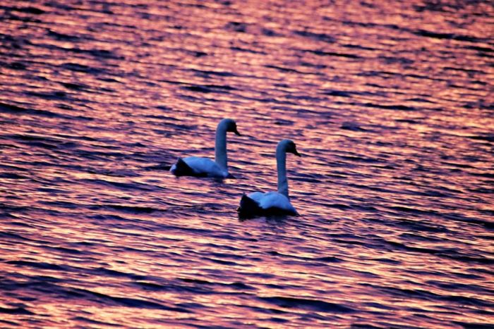 Schwäne Schwäne