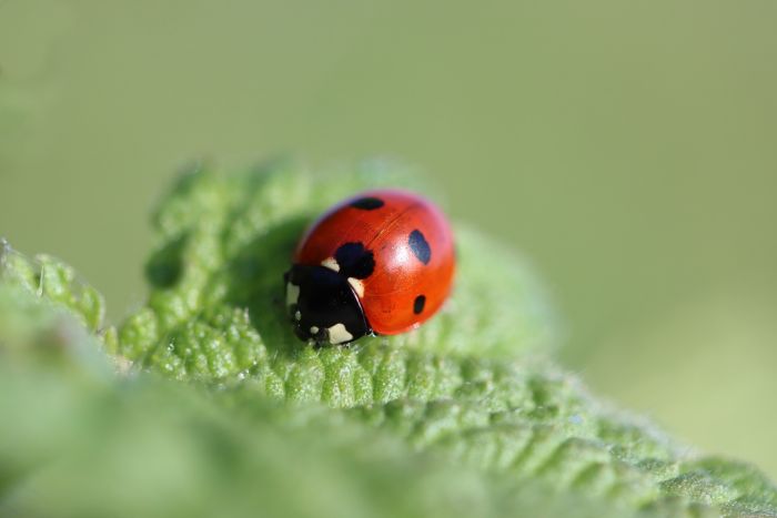 Marienkäfer