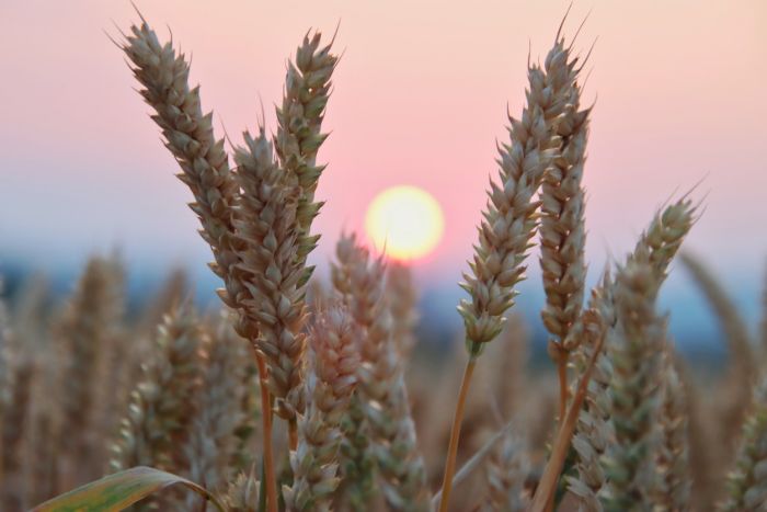 Kornfeld bei Morgenröte
