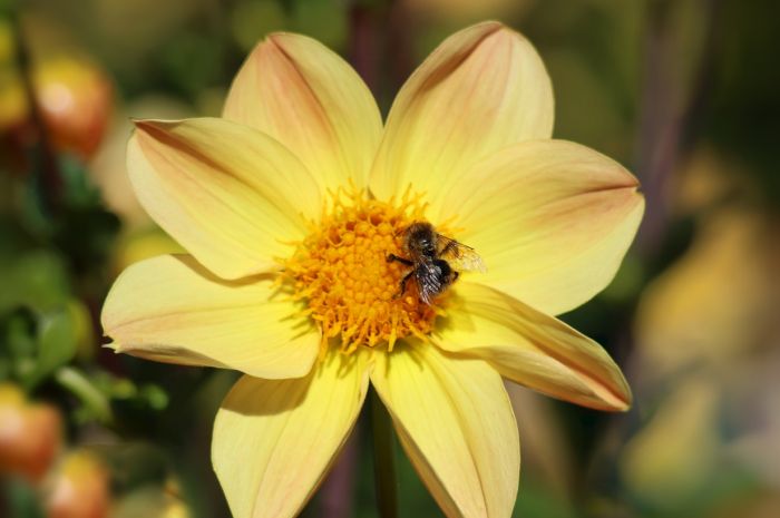 Hummel