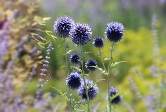 Kugeldisteln