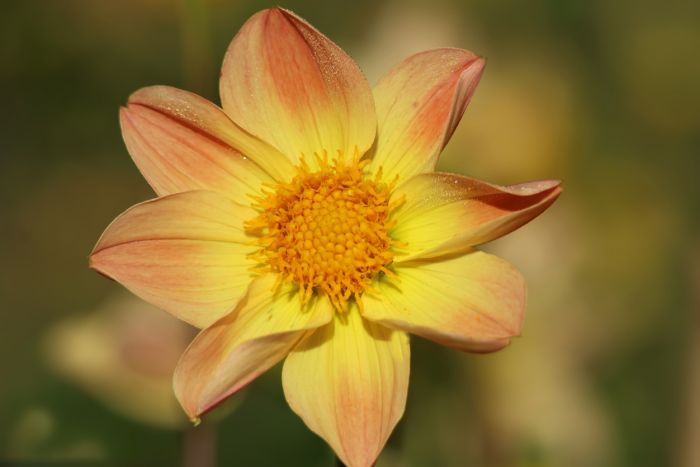 Blüte