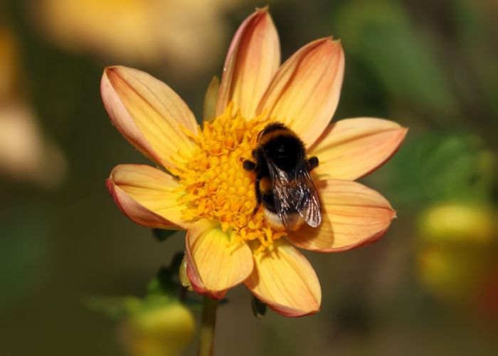 Hummel