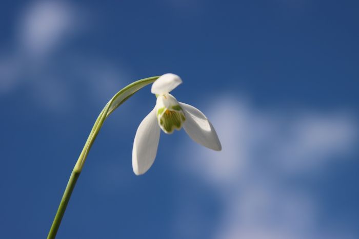 Schneeglöckchen