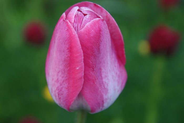 Tulpe