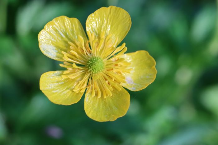 Butterblume