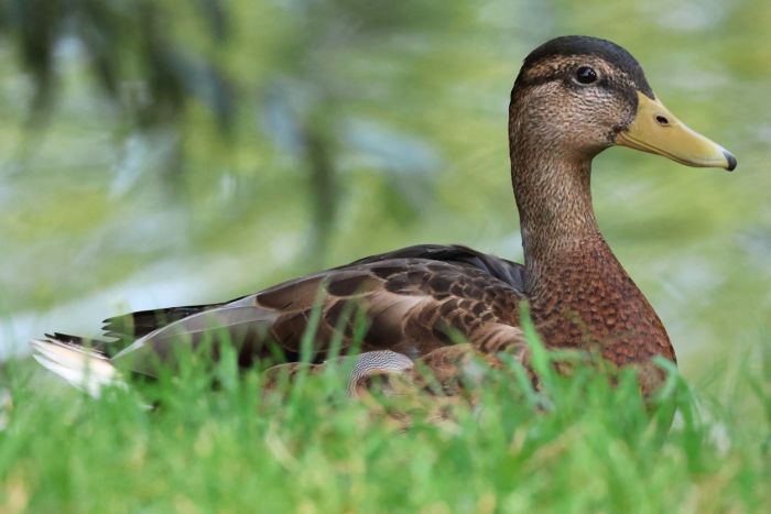 Ente