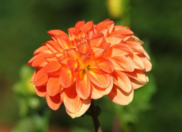 Dahlie