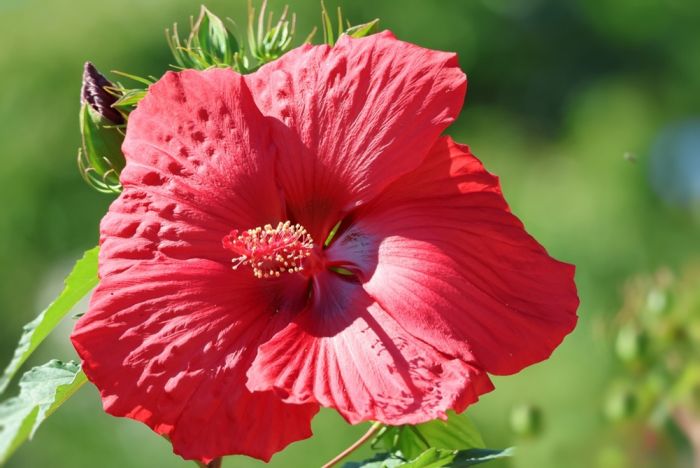 Hibiskus
