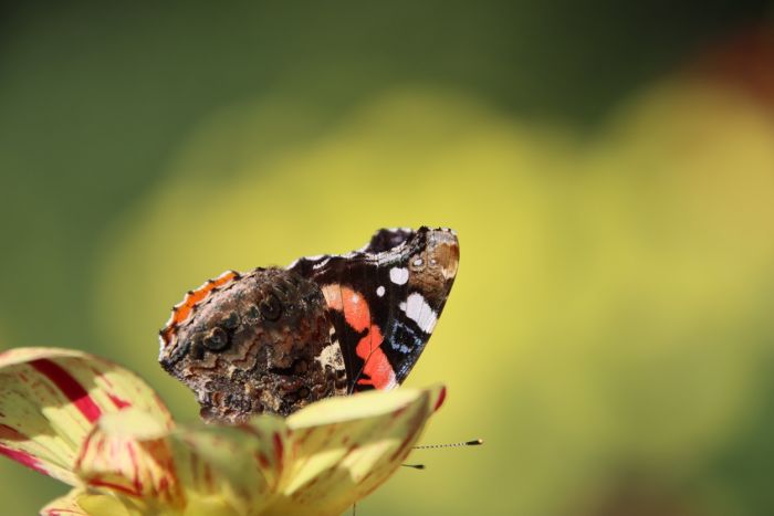 Schmetterling