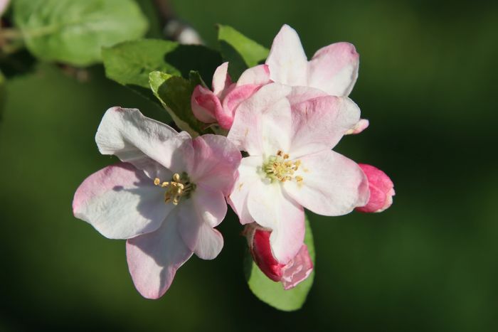 Apfleblüten