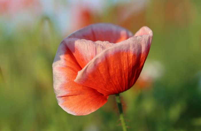Mohn