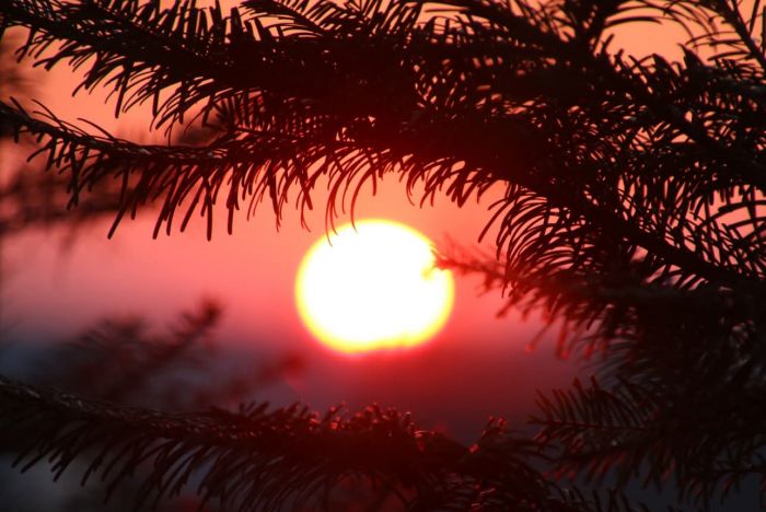 Zweige bei Sonnenaufgang