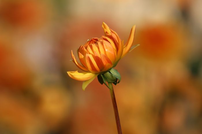 Dahlienknospe