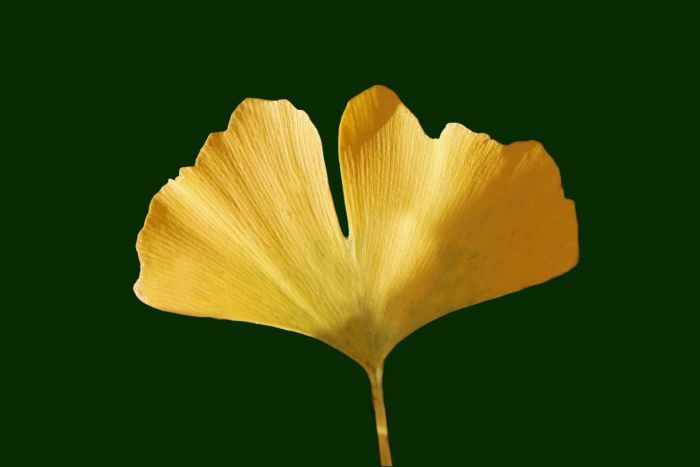 Ginkgo