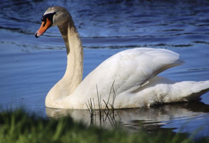 Schwan