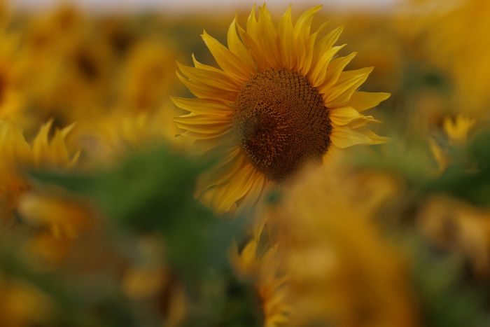 Sonnenblume