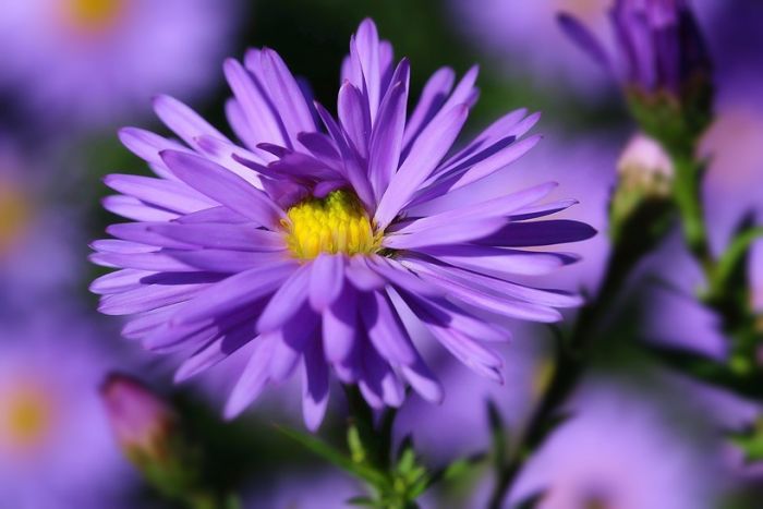 Aster