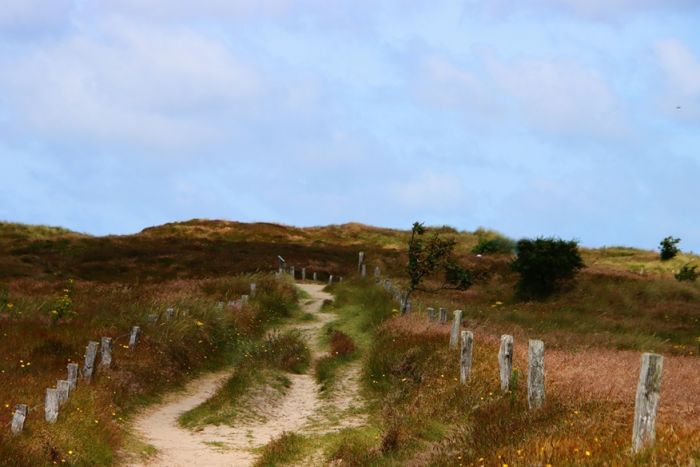 Heidelandschaft Nordsee