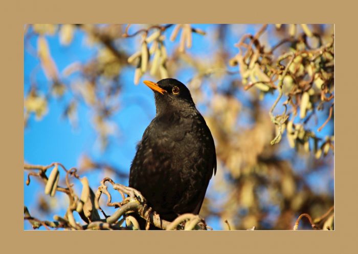 Amsel