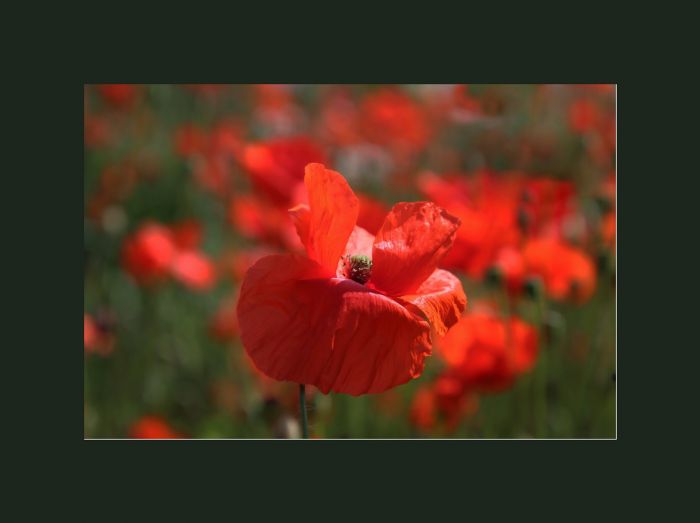 Mohn