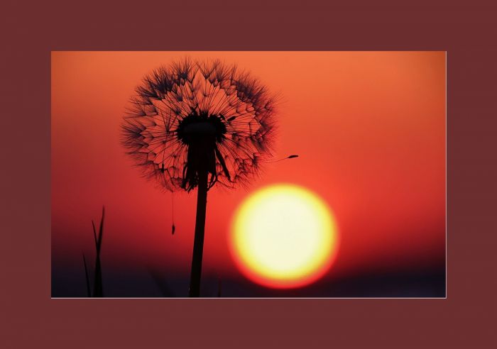 Löwenzahn Löwenzahn