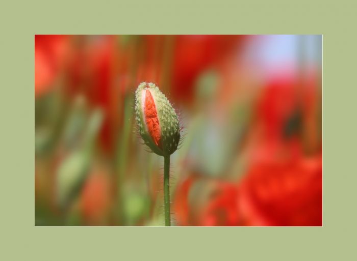 Mohnblumenknospe