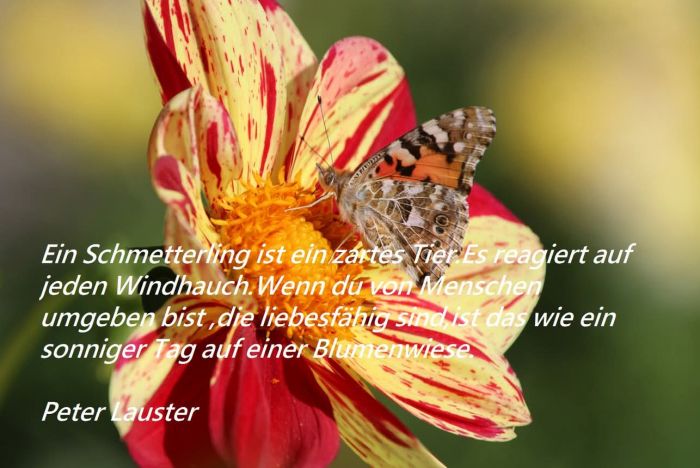 Schmetterling