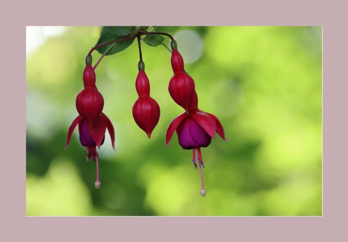 Fuchsien