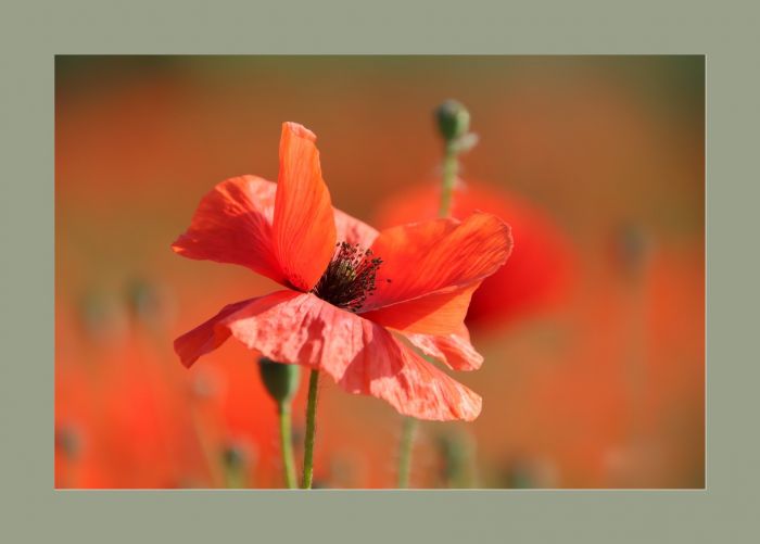 Mohn
